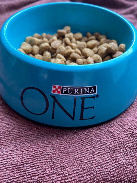 Purina One Indoor Formula Cat – корм для блеска шерсти, энергии и здоровья вашего питомца