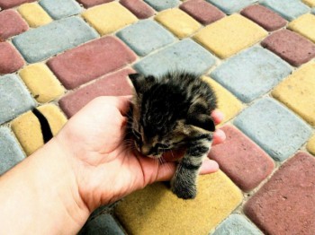 Британская кошка окраса табби (тигровая)